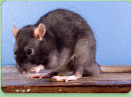 rat control New Malden