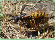 wasp control New Malden