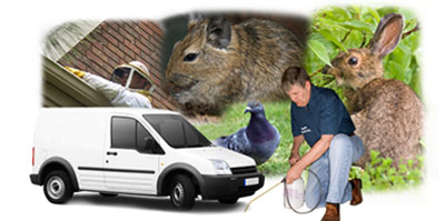 New Malden local van